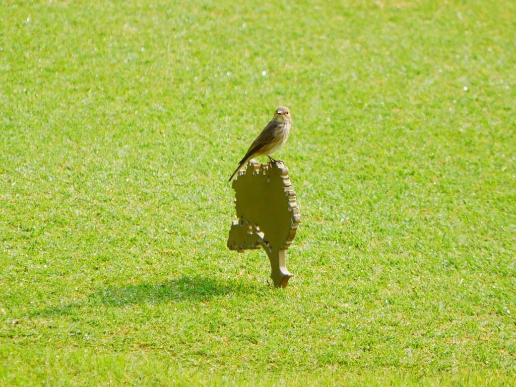 Bird sits on tee marker